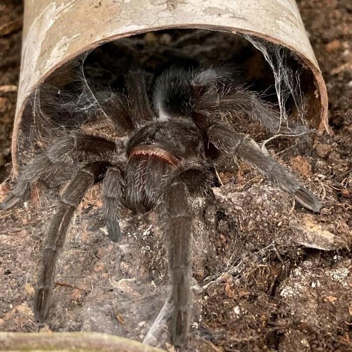 Border officers at Edmonton airport find tarantulas in plastic container, toy plane